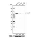 Merck Monoclonal Anti-HMGCR antibody produced in mouse