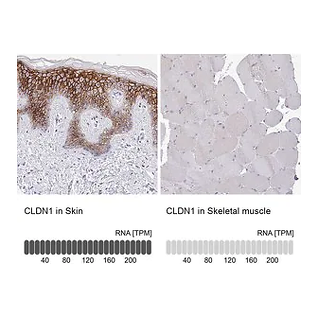 Merck Anti-CLDN1 antibody produced in rabbit