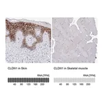 Merck Anti-CLDN1 antibody produced in rabbit