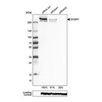 Merck Monoclonal Anti-DICER1 antibody produced in mouse
