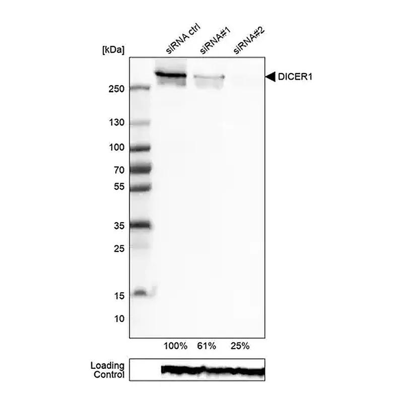 Merck Monoclonal Anti-DICER1 antibody produced in mouse