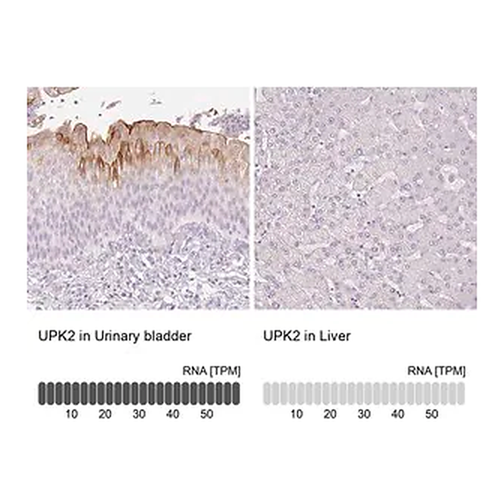 Merck Anti-UPK2 antibody produced in rabbit