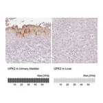 Merck Anti-UPK2 antibody produced in rabbit