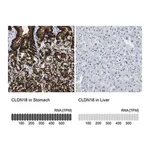 Merck Anti-CLDN18 antibody produced in rabbit