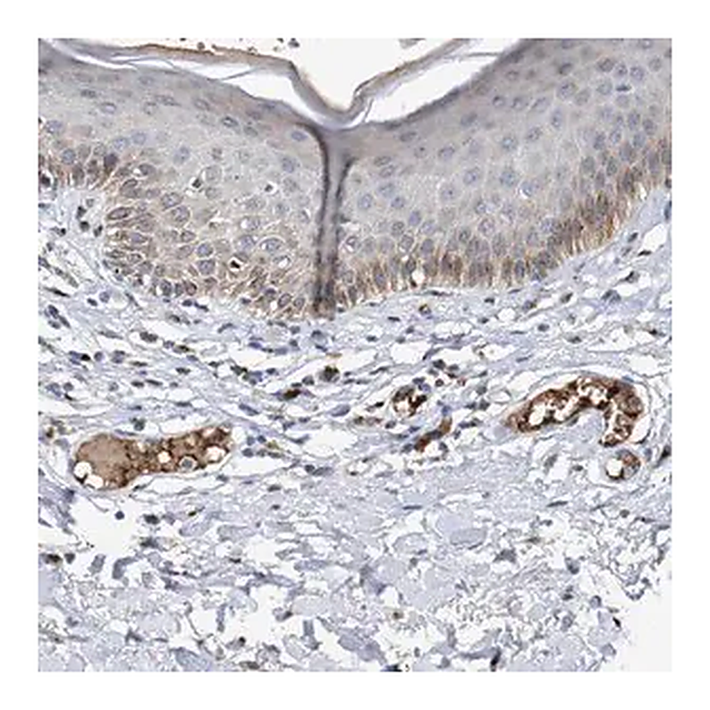 Merck Anti-CCL2 antibody produced in rabbit
