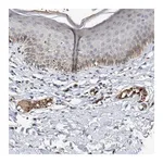 Merck Anti-CCL2 antibody produced in rabbit