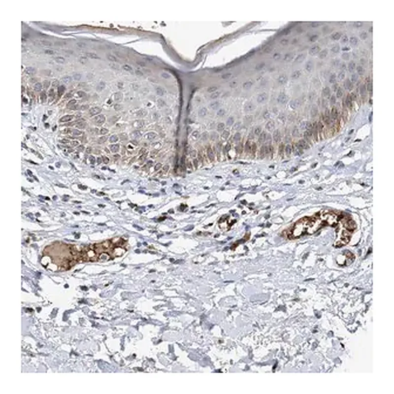 Merck Anti-CCL2 antibody produced in rabbit
