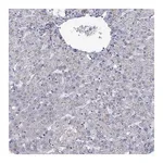 Merck Anti-ABCB4 antibody produced in rabbit