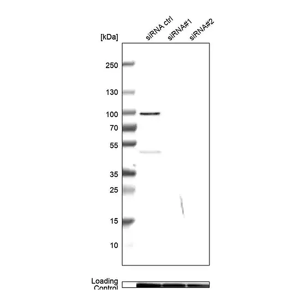 Merck Anti-MICU1 antibody produced in rabbit