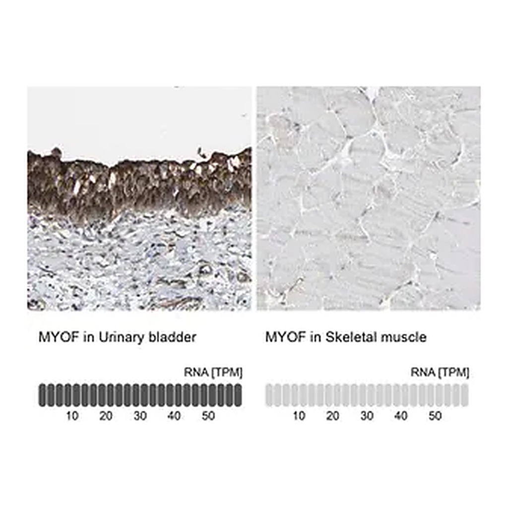 Merck Anti-MYOF antibody produced in rabbit