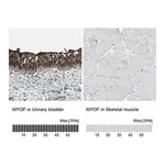 Merck Anti-MYOF antibody produced in rabbit