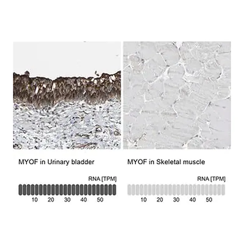 Merck Anti-MYOF antibody produced in rabbit