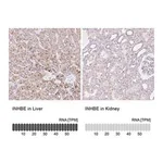 Merck Anti-INHBE antibody produced in rabbit