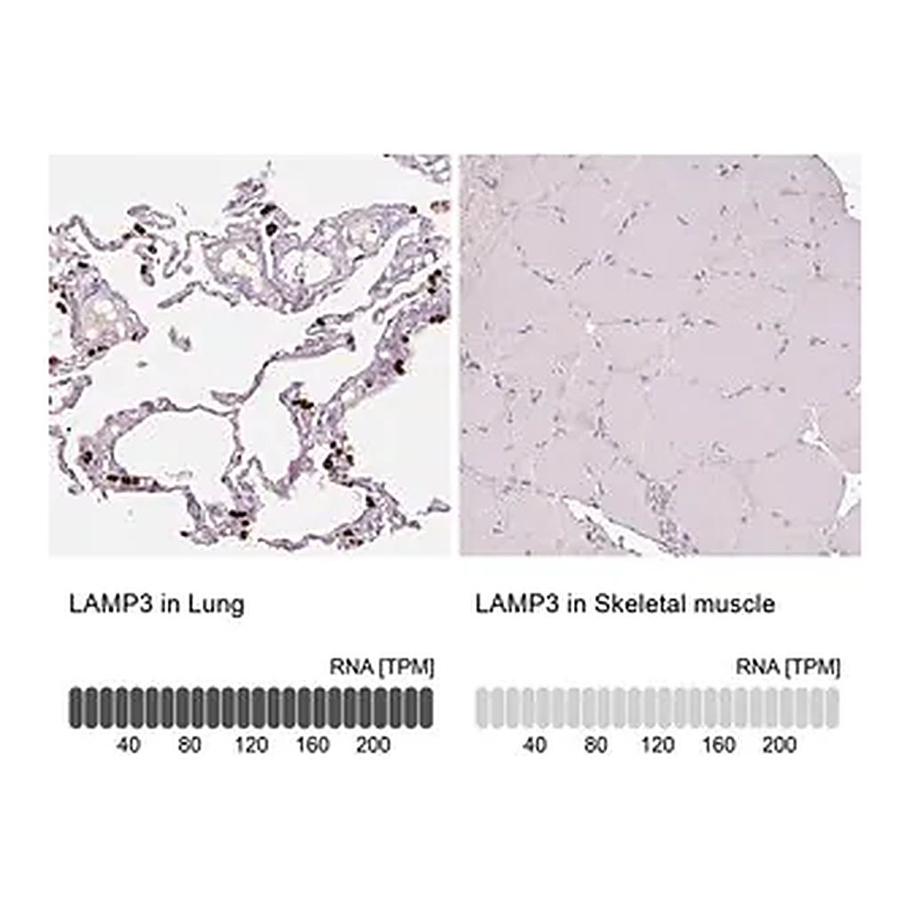 Merck Anti-LAMP3 antibody produced in rabbit