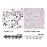 Merck Anti-LAMP3 antibody produced in rabbit