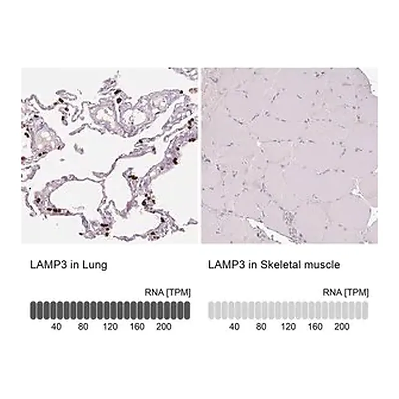 Merck Anti-LAMP3 antibody produced in rabbit
