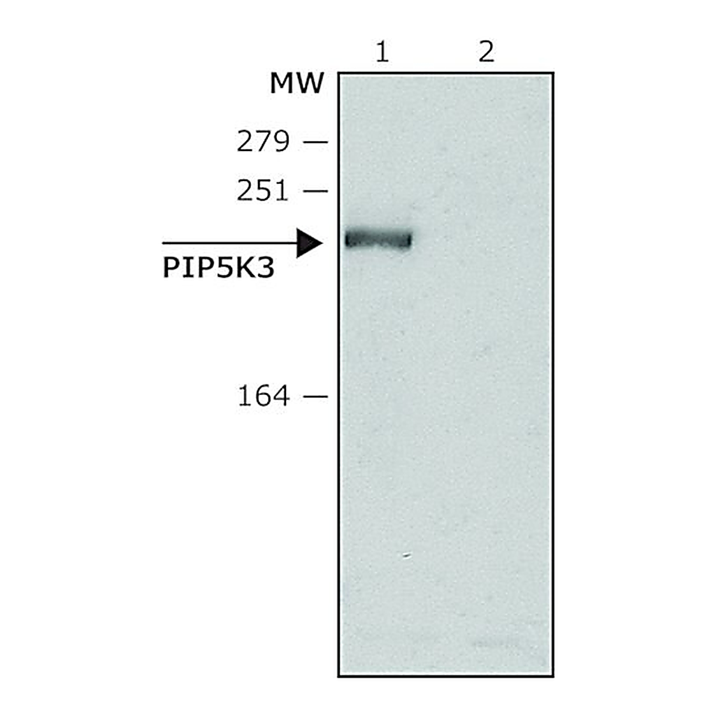 Merck Anti-PIP5K3 (N-terminal) antibody produced in rabbit