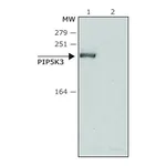 Merck Anti-PIP5K3 (N-terminal) antibody produced in rabbit