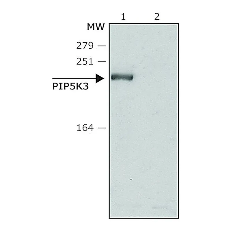 Merck Anti-PIP5K3 (N-terminal) antibody produced in rabbit