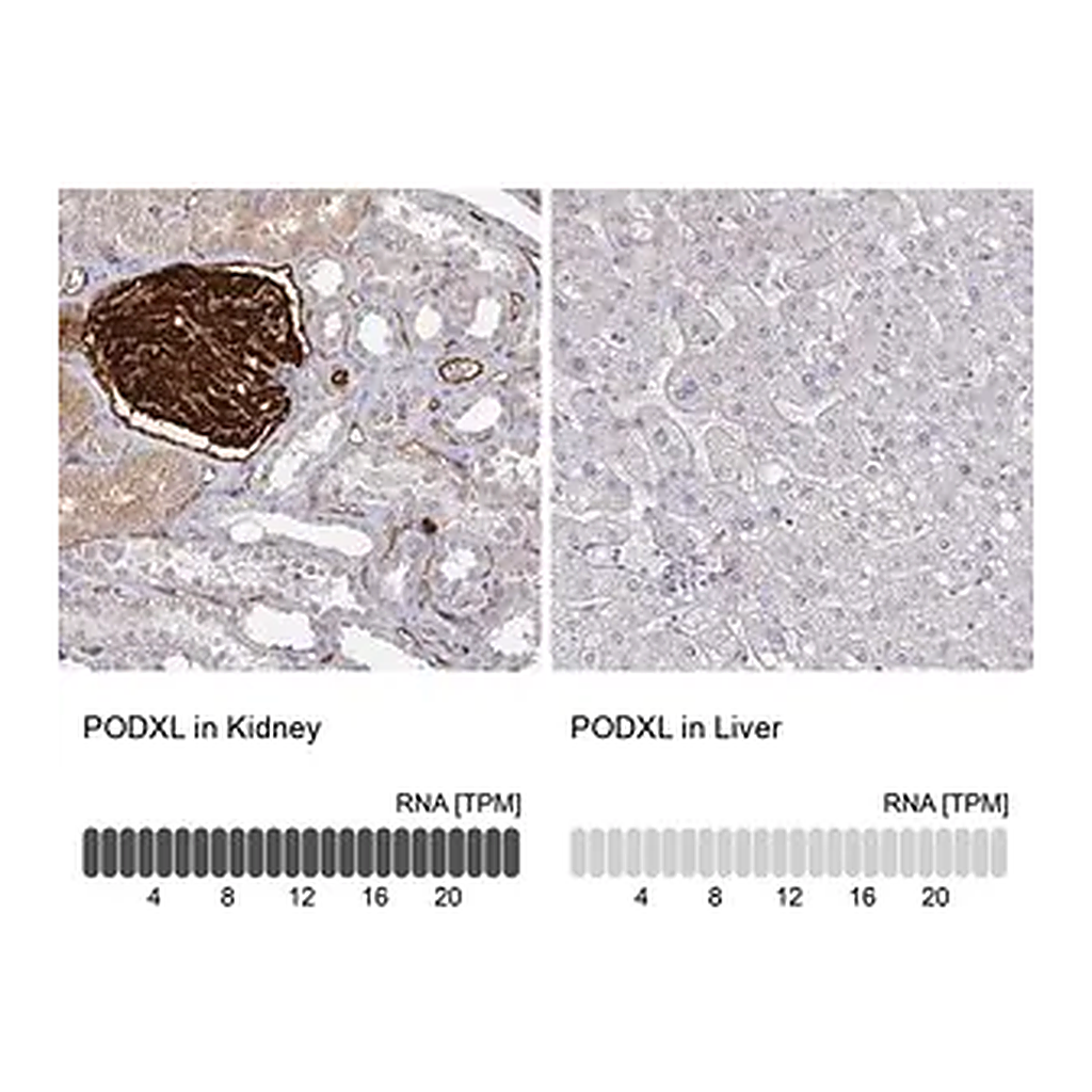 Merck Anti-PODXL antibody produced in rabbit