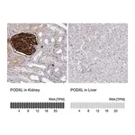 Merck Anti-PODXL antibody produced in rabbit