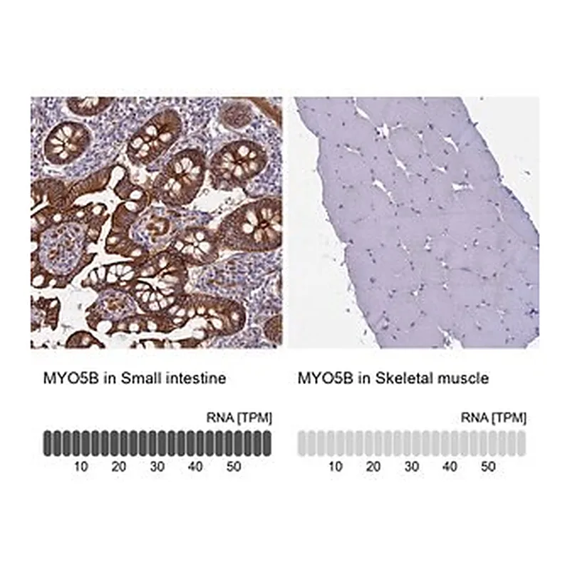 Merck Anti-MYO5B antibody produced in rabbit