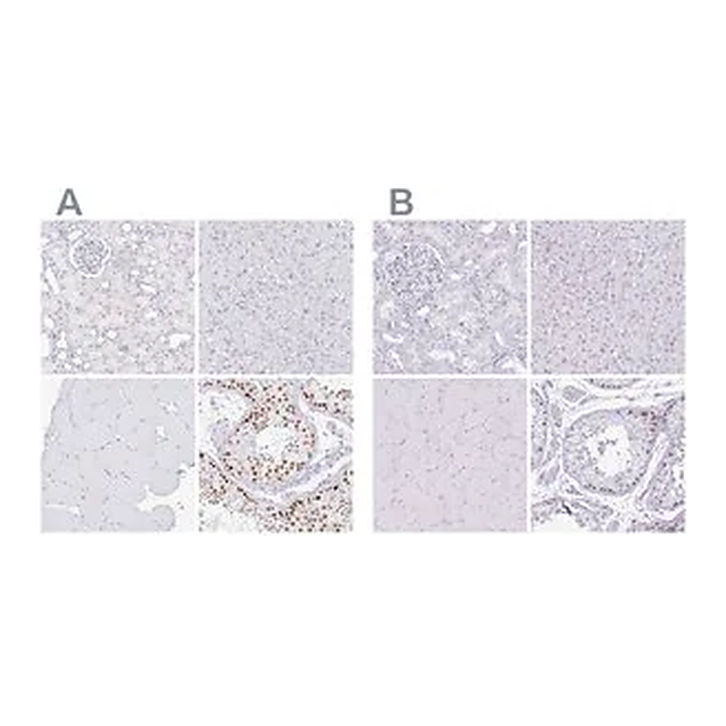 Merck Anti-CXorf67 antibody produced in rabbit
