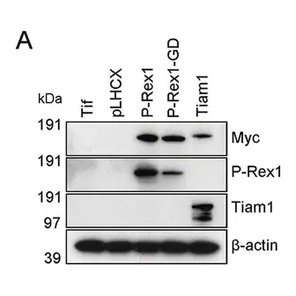 Merck Anti-PREX1 antibody produced in rabbit