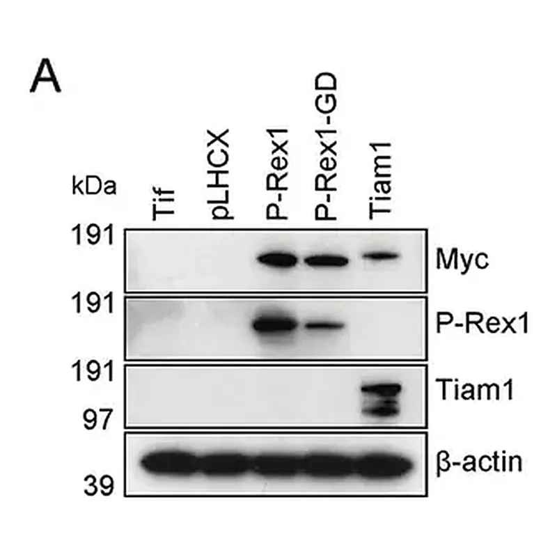Merck Anti-PREX1 antibody produced in rabbit