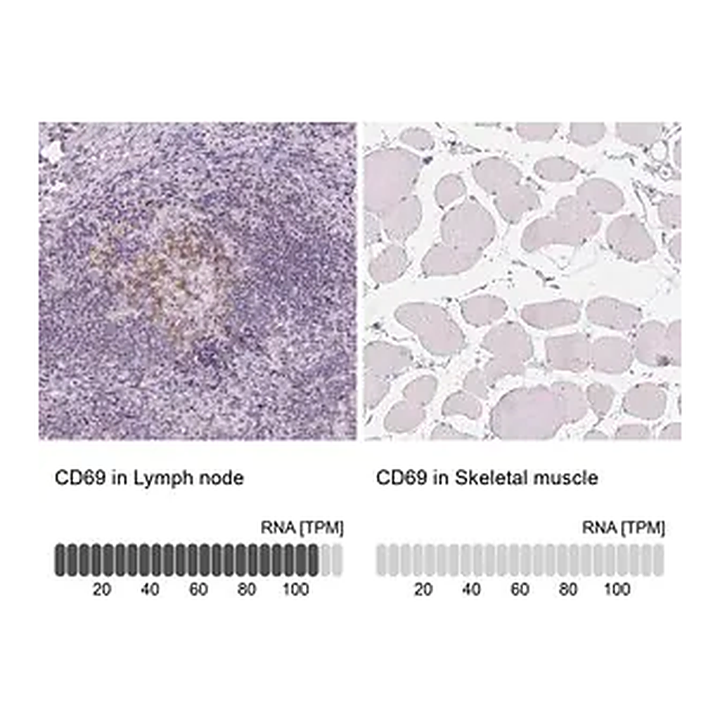 Merck Anti-CD69 antibody produced in rabbit