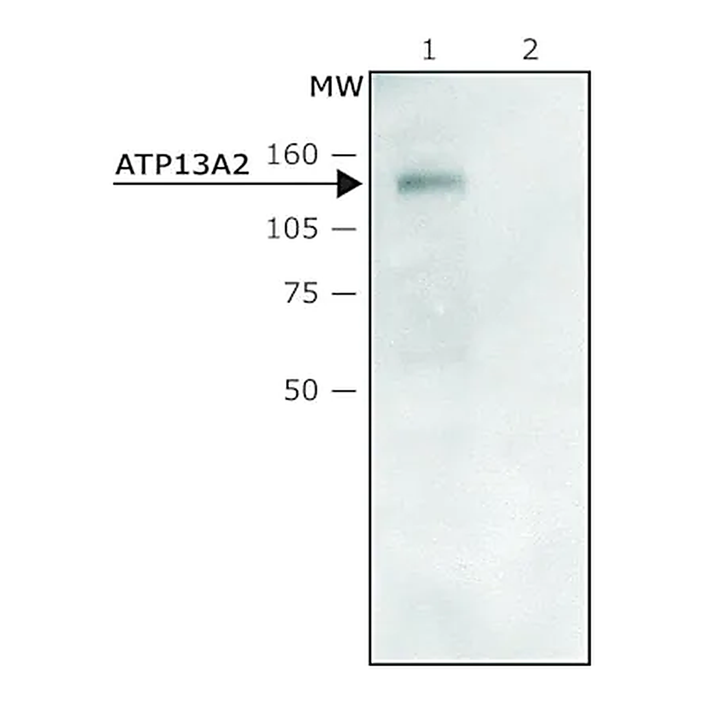 Merck Anti-ATP13A2 (C-terminal region) antibody produced in rabbit