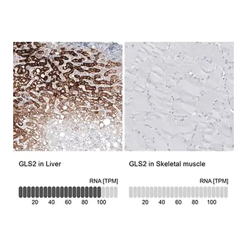 Merck Monoclonal Anti-GLS2 antibody produced in mouse
