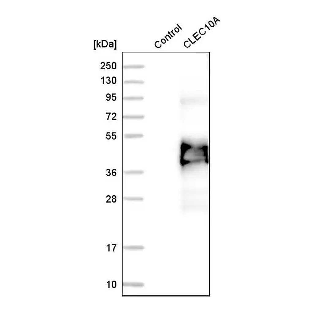 Merck Anti-CLEC10A antibody produced in rabbit