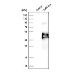 Merck Anti-CLEC10A antibody produced in rabbit