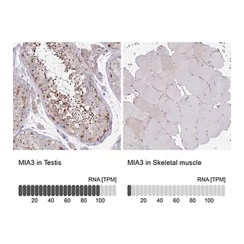 Merck Anti-MIA3 antibody produced in rabbit