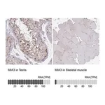 Merck Anti-MIA3 antibody produced in rabbit