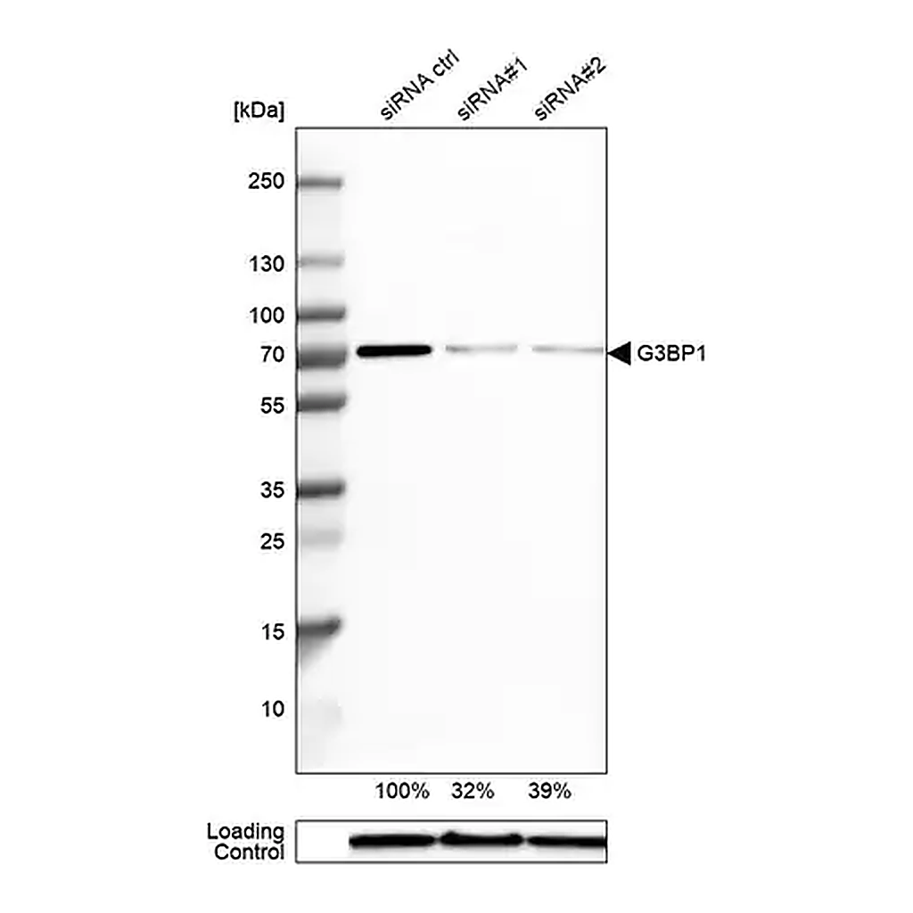 Merck Anti-G3BP1 antibody produced in rabbit