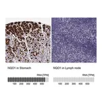 Merck Anti-NQO1 antibody produced in rabbit