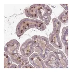 Merck Anti-ITGAE antibody produced in rabbit