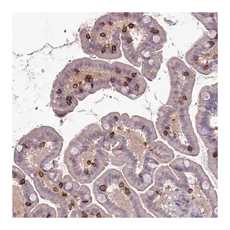 Merck Anti-ITGAE antibody produced in rabbit