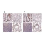 Merck Anti-PTPN2 antibody produced in rabbit