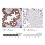 Merck Anti-IDH1 antibody produced in rabbit