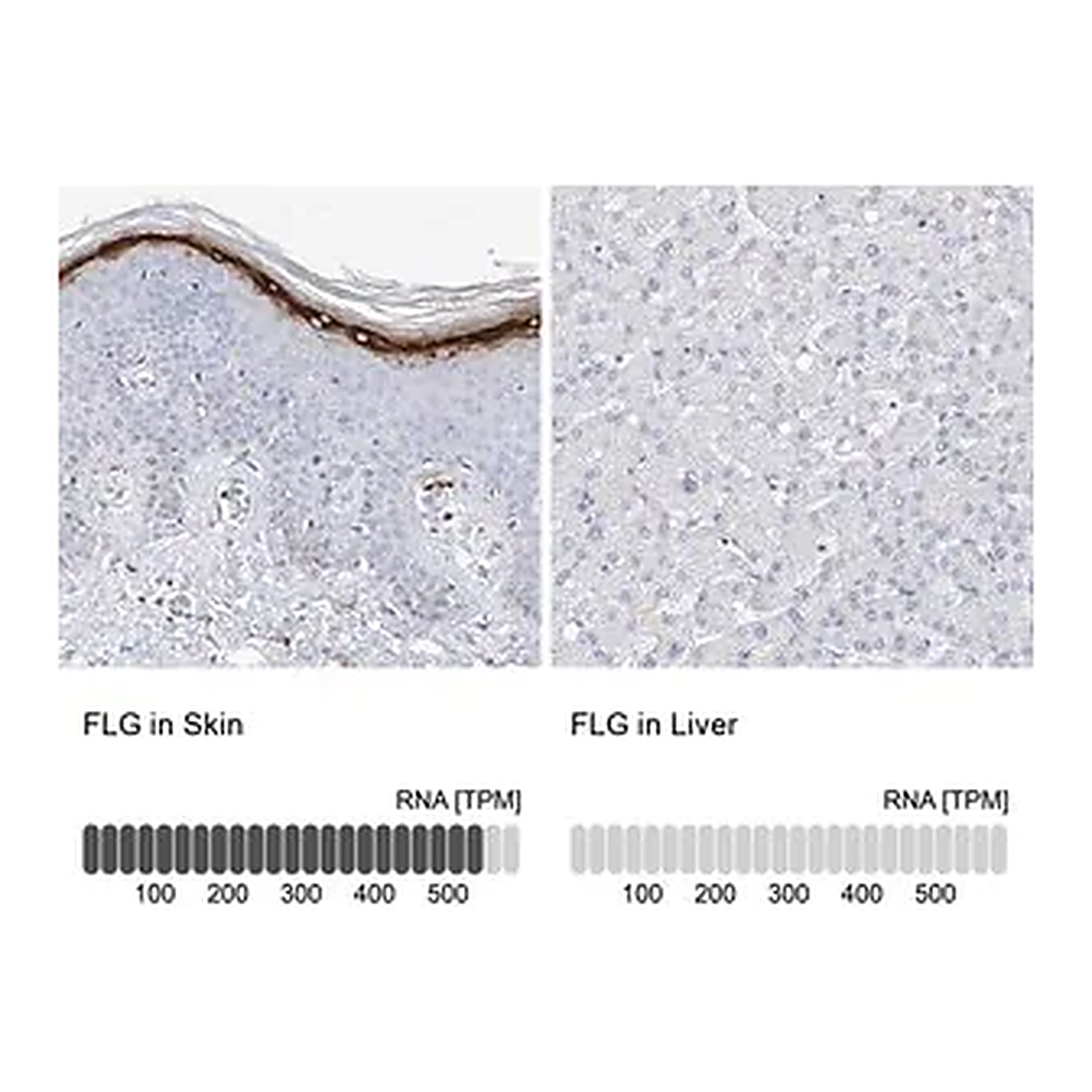 Merck Anti-FLG antibody produced in rabbit