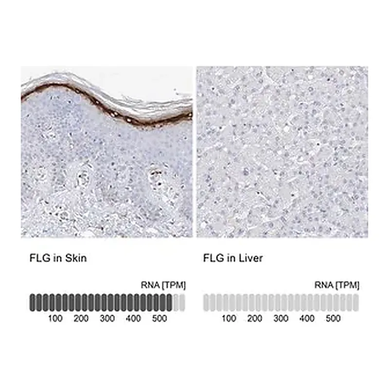 Merck Anti-FLG antibody produced in rabbit