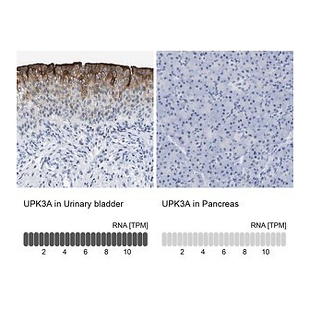 Merck Anti-UPK3A antibody produced in rabbit