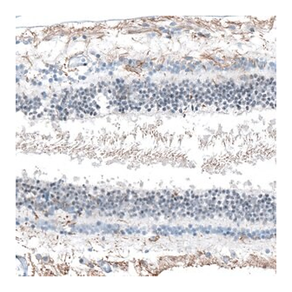 Merck Anti-FAM161A antibody produced in rabbit
