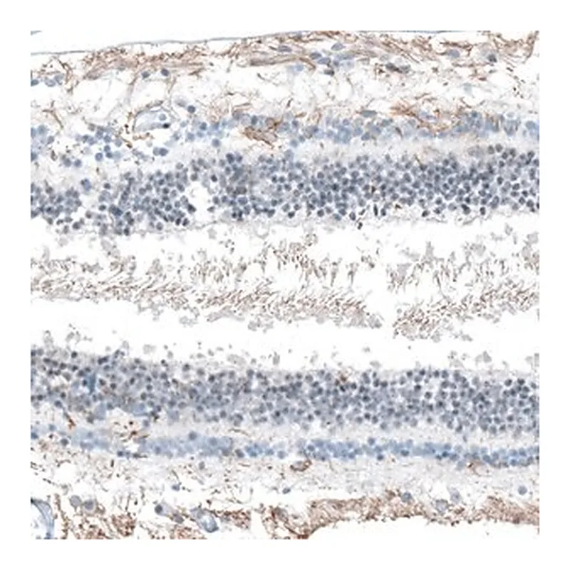 Merck Anti-FAM161A antibody produced in rabbit