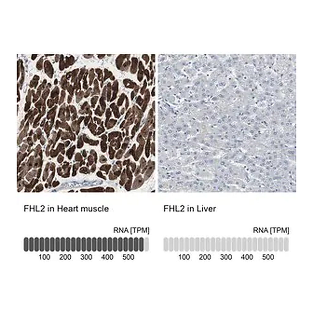 Merck Anti-FHL2 antibody produced in rabbit