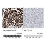 Merck Anti-FHL2 antibody produced in rabbit
