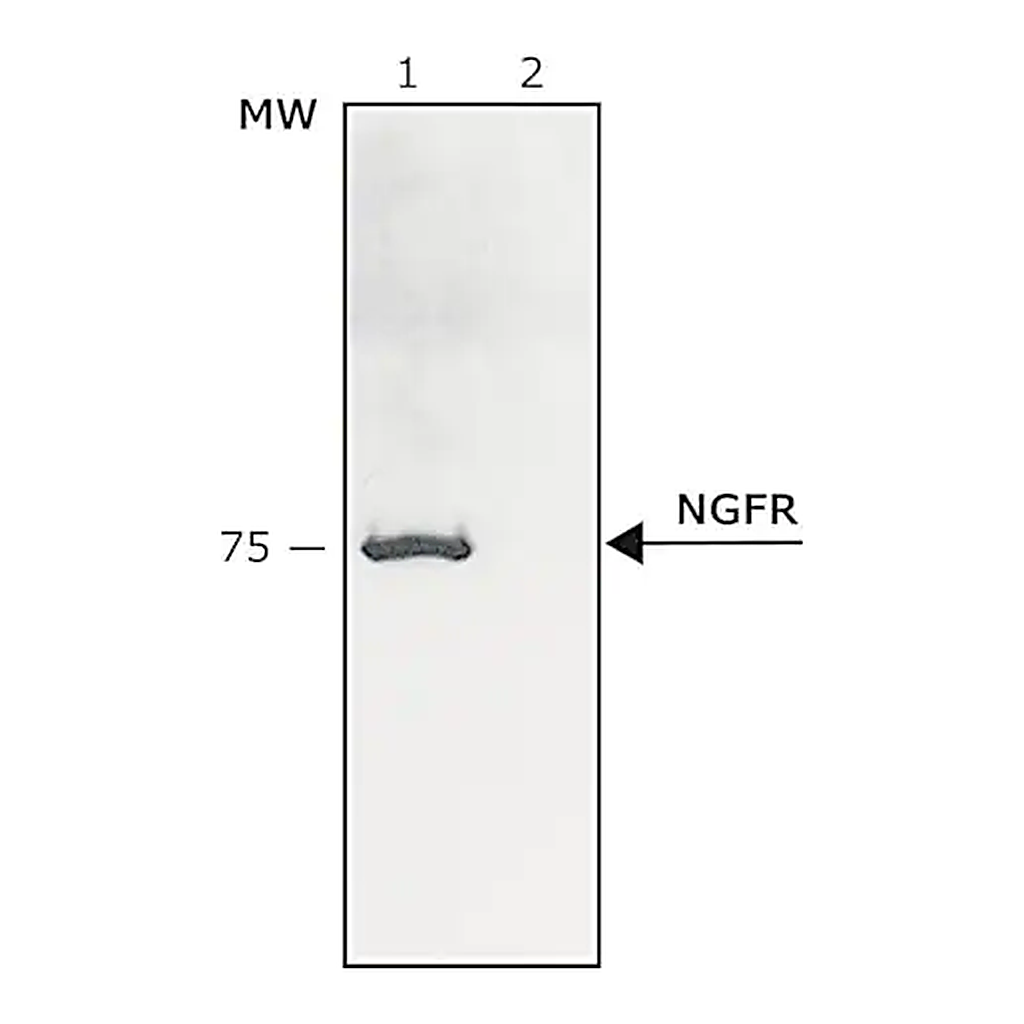 Merck Anti-Nerve Growth Factor Receptor (NGFR p75) antibody produced in rabbit